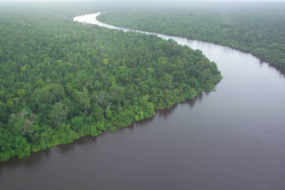 Borneo Tropical Forests & Sundaland Heath Forests (IM16) | One Earth